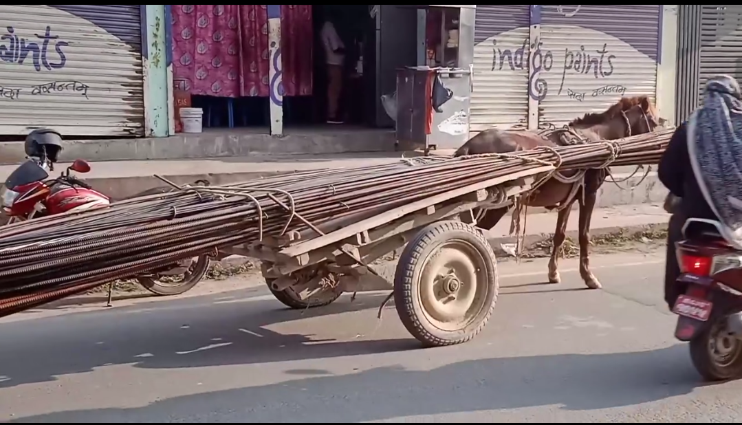 पशुमाथि अत्याचारको आरोप : थेग्न नसक्ने भारी बोकेको घोडाको तस्बिर सामाजिक सञ्जालमा