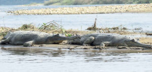 राप्ती नदीमा भेटियो १७ घडियालको गुँड
