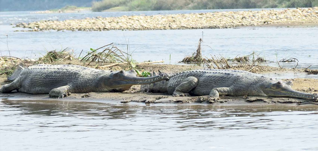 राप्ती नदीमा भेटियो १७ घडियालको गुँड