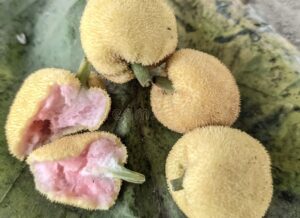 बाके जिल्लामा विलुप्त हुँदै फुलौरी : अवधी भाषी समाजमा लोकप्रिय ‘फुलौरी’ को सम्झना